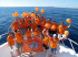 Dive club «Ocean»